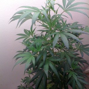 White Widow Clone