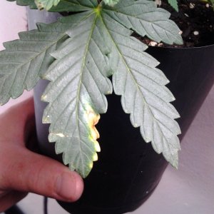 My plants need help