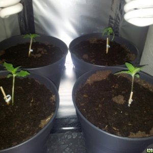 Seedlings, one dying