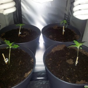 Seedlings, one dying