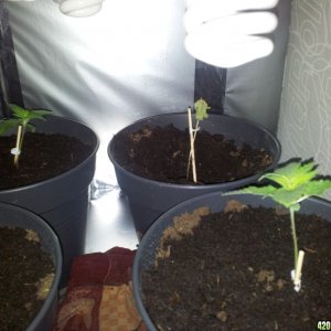 Seedlings, one dying