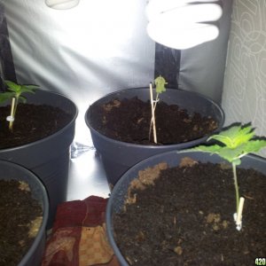 Seedlings, one dying