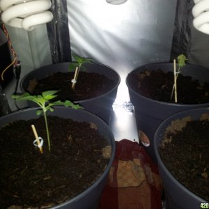 Seedlings, one dying