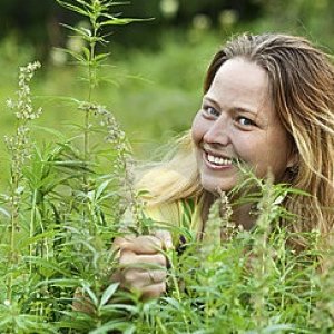 Cannabis Field