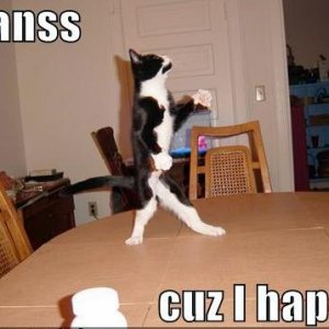 funny-pictures-dancing-cat