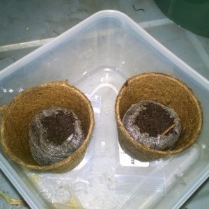 Auto Seedlings