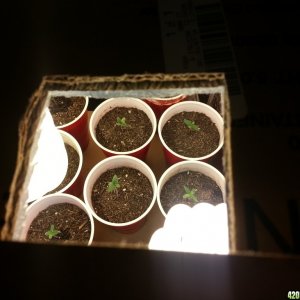 Fresh seedlings