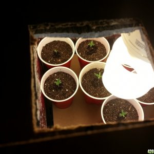 Fresh seedlings