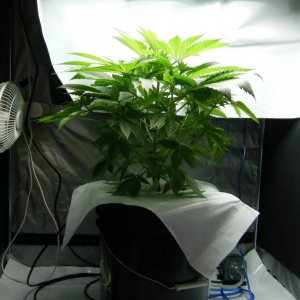 154_mother_tent_day59