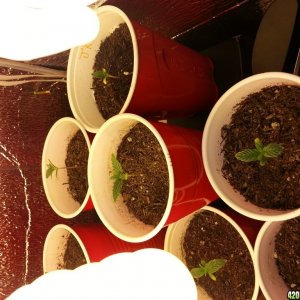 day 6 from seed