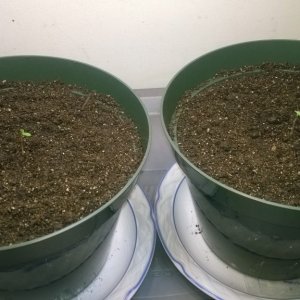 Auto Seedlings