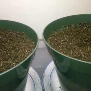 Auto Seedlings