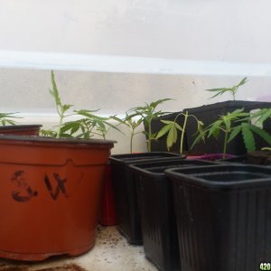 just transplanted clones