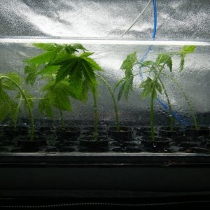 177_cuttings_from_mother_day64_clone_day0