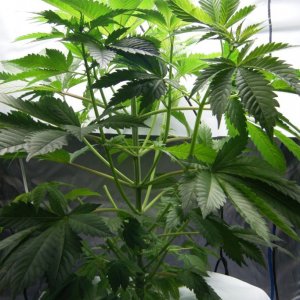 179_mother_day64_after_taking_clones