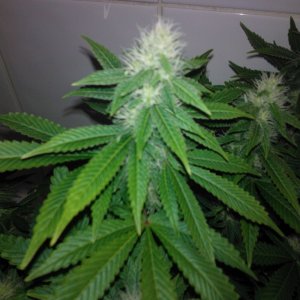 k train g 13 4 weeks flowering