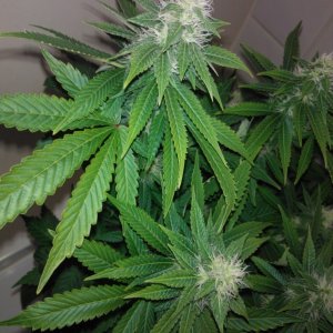 k train g 13 4 weeks flowering