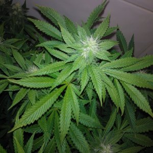 k train g 13 4 weeks flowering