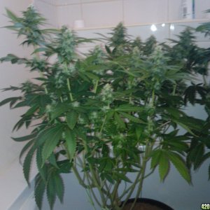 k train g 13 4 weeks flowering