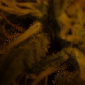 new strain,new strains, 5. weeks of flowering, shangrila