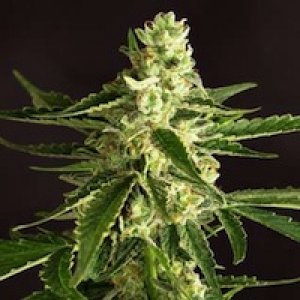 Amnesia Feminized