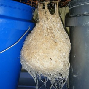 184_mother_roots_day66