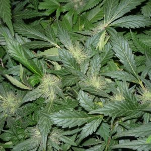 new strain,new strains,  shangrila