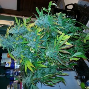 Auto Seeds Candy Kush