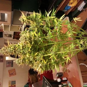 Auto Seeds Candy Kush