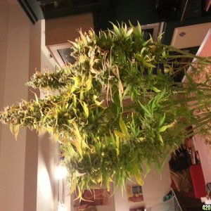 Auto Seeds Candy Kush