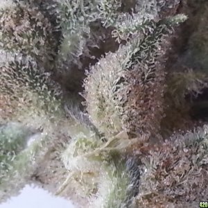 Auto Seeds Candy Kush