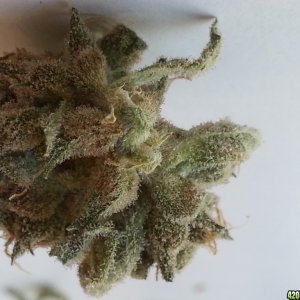 Auto Seeds Candy Kush