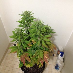 blue widow plant #2