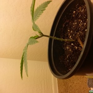 3-4 wk old indica