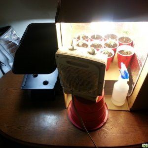 grow room small set up