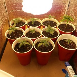 grow room small set up