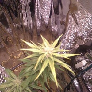 Mr Zongs indoor Orange Kush