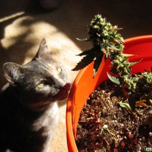 cat and plant