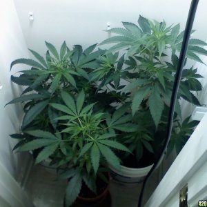 closet grow