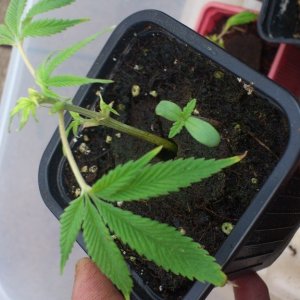 unknow clone and a seed that fall ther i really don't know how