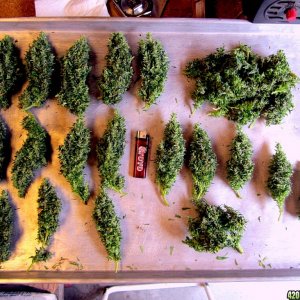 Harvest Day 3_29_14