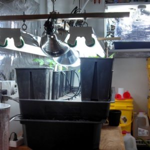 Grow Room Setup