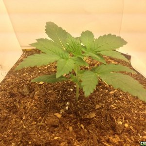 My First Grow Week 2