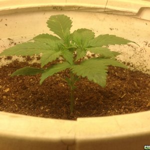 My First Grow Week 2