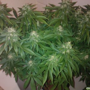 k train g13 haze coco grow