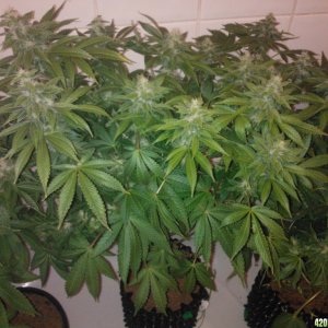 k train g13 haze coco grow