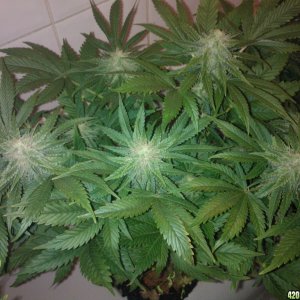 k train g13 haze coco grow