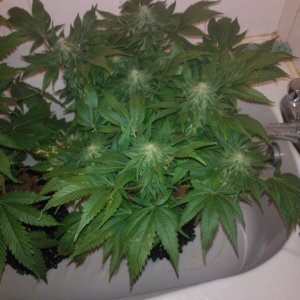 k train g13 haze coco grow