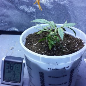 1st time grow problems