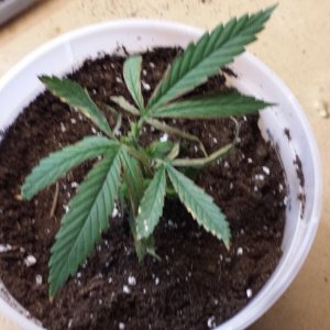 1st time grow problems